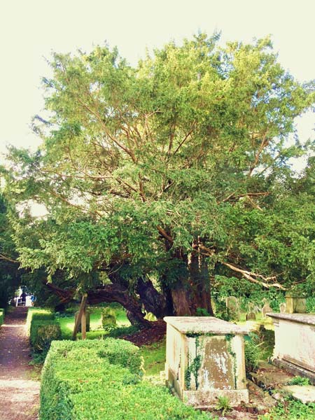 The Yew